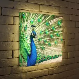 Лайтбокс Павлин 2 45-45-d-088 Photobox