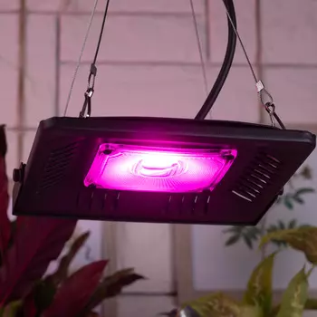 Фитопрожектор для растений светодиодный ЭРА FITO-50W-LED-BLUERED для цветения и плодоношения 50Вт красно-синего спектра
