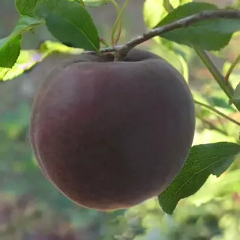 Абрикос «Чёрный принц» C7 высота 150-180 см