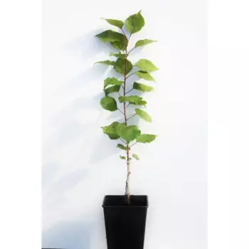 Абрикос «Кичигинский» 1 год 12.5x30-50 см