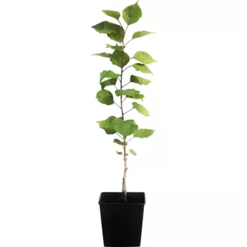 Абрикос Красавец 12.5 h50 см