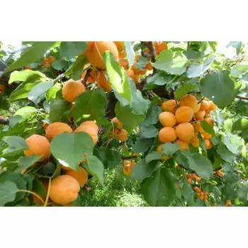 Абрикос Лель 22 h125 см