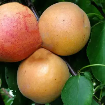 Абрикос «Нью Джерси» C7 высота 150-180 см