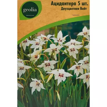 Ацидантера Geolia двухцветная Вайт 5 шт