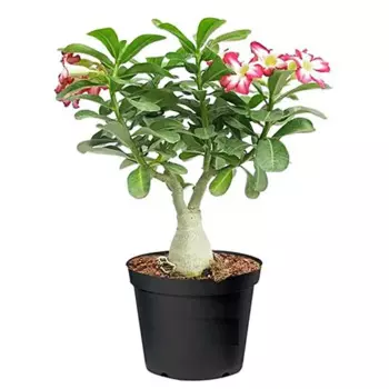 Адениум 14 h20 см