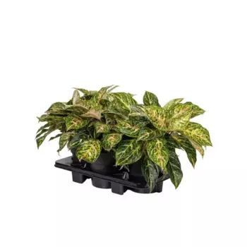 Аглаонема 19 h50 см