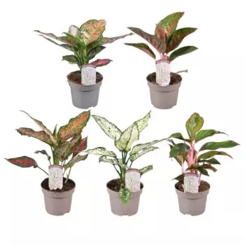 Аглаонема микс 12 h30 см