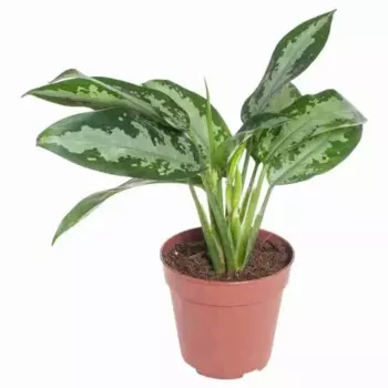 Аглаонема микс 9 h15 см