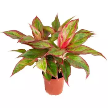 Аглаонема Сиам Аврора 8 h20 см