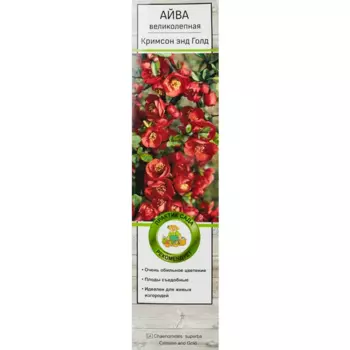 Айва великолепная Кримсон энд Голд h40 см