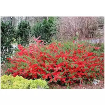 Айва Японская 19 h30 см