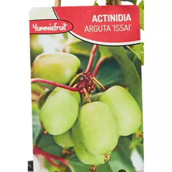 Актинидия Исаи 12 h50 см