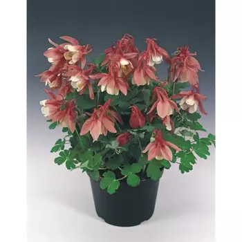 Аквилегия 15x20 см