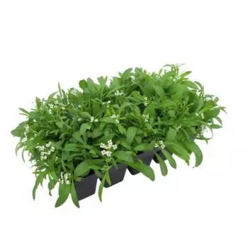 Алиссум 13x15 см