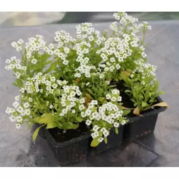 Алиссум ампельный 19x25 см