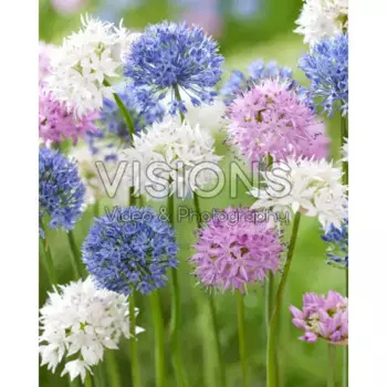 Аллиум микс луковицы 4/5 10 шт