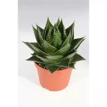 Алоэ Космос 9 h15 см