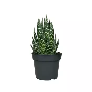 Алоэ Тик Так 9 h15 см