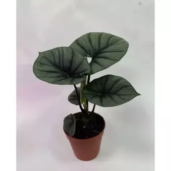 Алоказия 10.5 h20 см