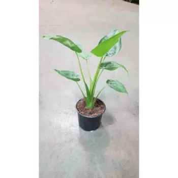 Алоказия 10.5 h8 см