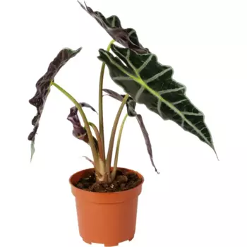 Алоказия Азлани 12 h30 см