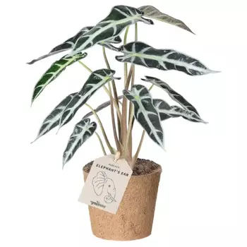 Алоказия Бамбино 9 h20 см