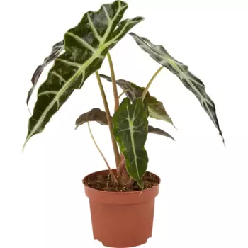 Алоказия Бамбино Эрроу 12 h20 см