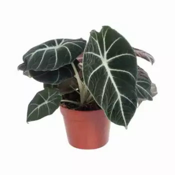 Алоказия Блэк Вельвет 21 h90 см