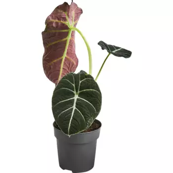 Алоказия Блек Вельвет 9 h20 см