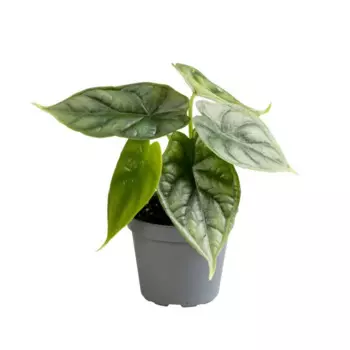 Алоказия Драгон Скэйл 6 h12 см