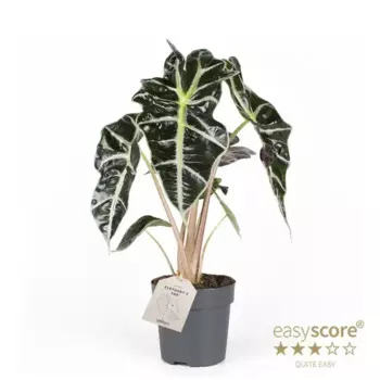 Алоказия Дварф Амазоника 11 h25 см