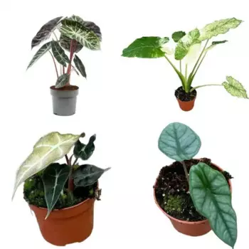 Алоказия Люкс микс 12 h30 см