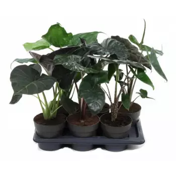 Алоказия микс 17 h60 см