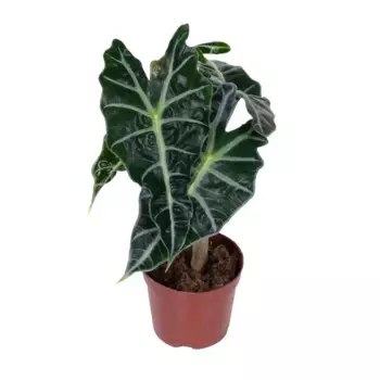 Алоказия Полли 12 h35 см
