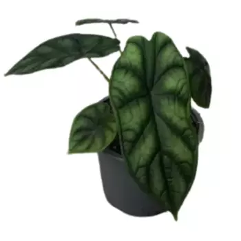 Алоказия Скала Дракона 12 h20 см