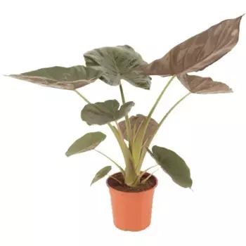 Алоказия Венти 8 h15 см