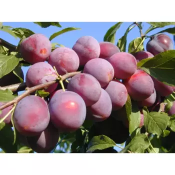 Алыча Найдена 22 h120 см