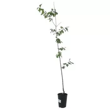 Алыча/Слива русская «Злато скифов» С5-С7