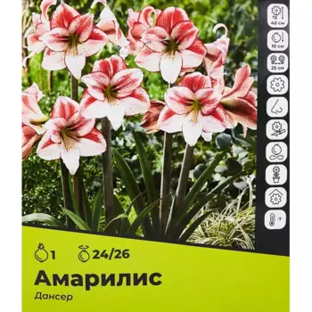 Амариллис Дансер луковицы 24/26