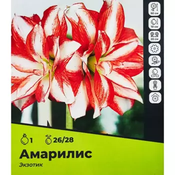 Амариллис Экзотик луковицы 26/28