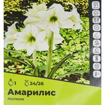 Амариллис Нот Поле луковицы 24/26