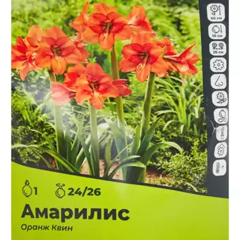 Амариллис Оранж Квин луковицы 24/26