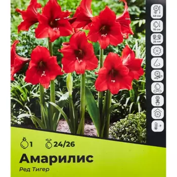 Амариллис Ред Тигер луковицы 24/26