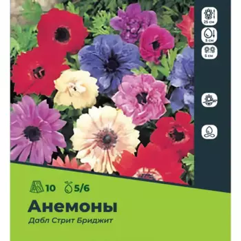 Анемоны Дабл Стрит Бриджит 5/6 10шт