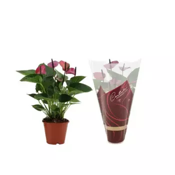 Антуриум Андрианум фиолетовый 12 h30 - 35 см
