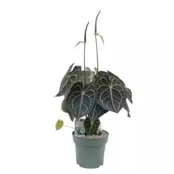 Антуриум Ботанический 14 h40 см