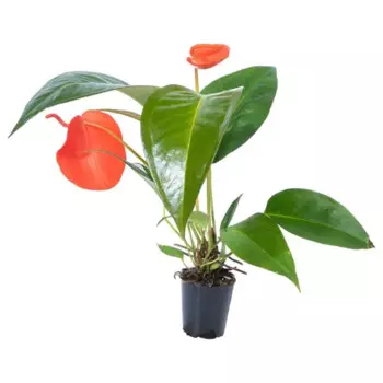 Антуриум ботанический 9 h15 см