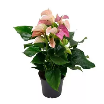 Антуриум Джоли Дуо 12 h30 см