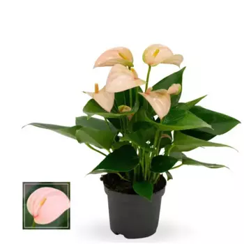 Антуриум Джолли 9 h20 см