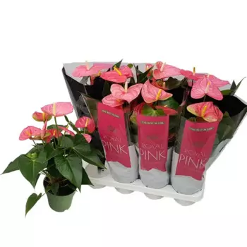 Антуриум Колорадо 14 h40 см